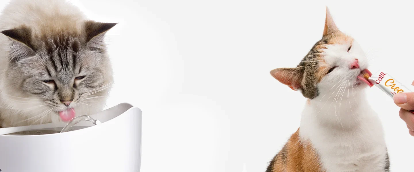 Bienestar Premium para tu Gato